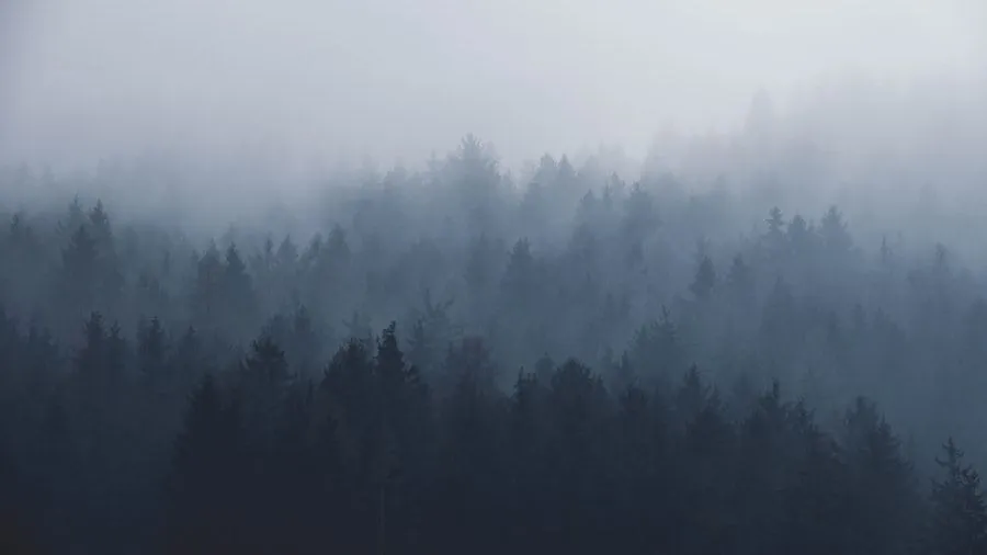 Mist moving through a dark forest of pines