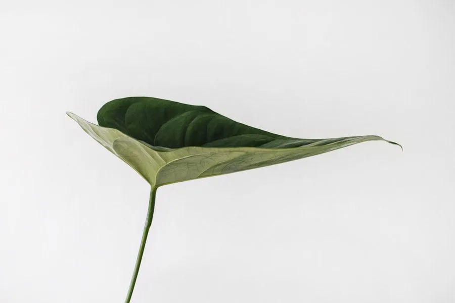 A single green leaf resting on a pale plaster surface