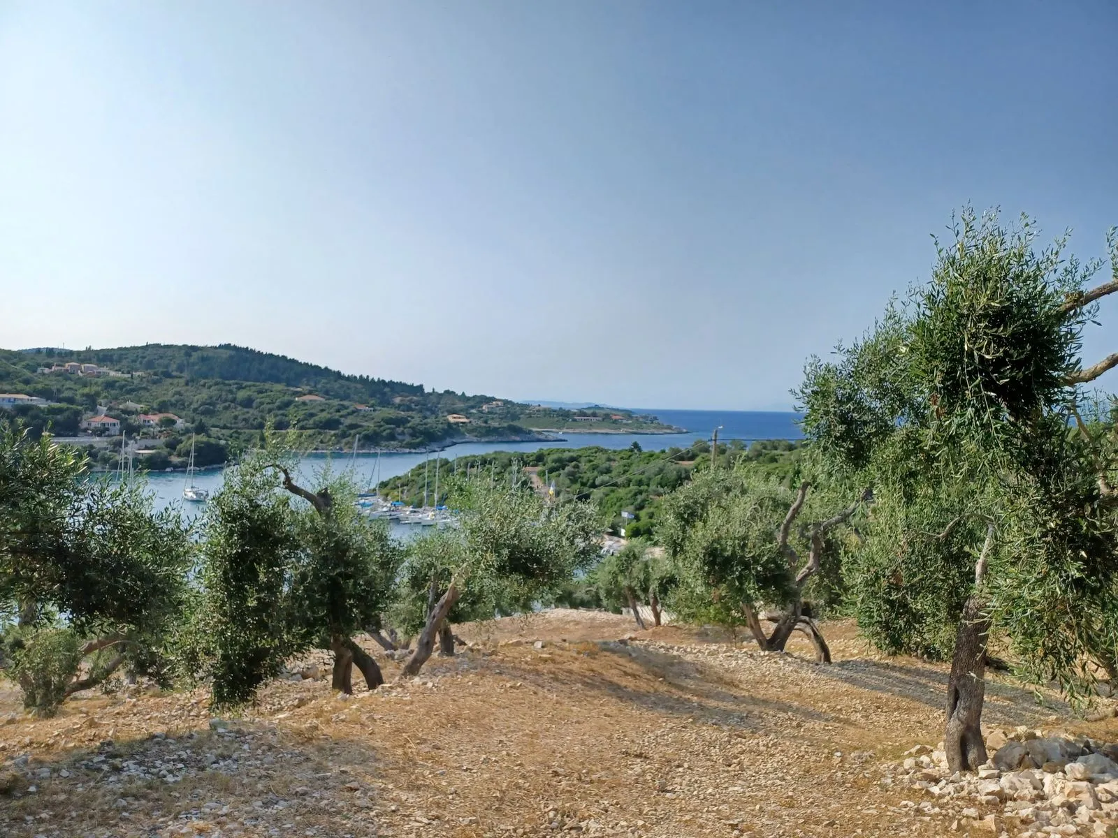 An olive grove above the sea in Greece, dry earth and silver-green trees in afternoon light